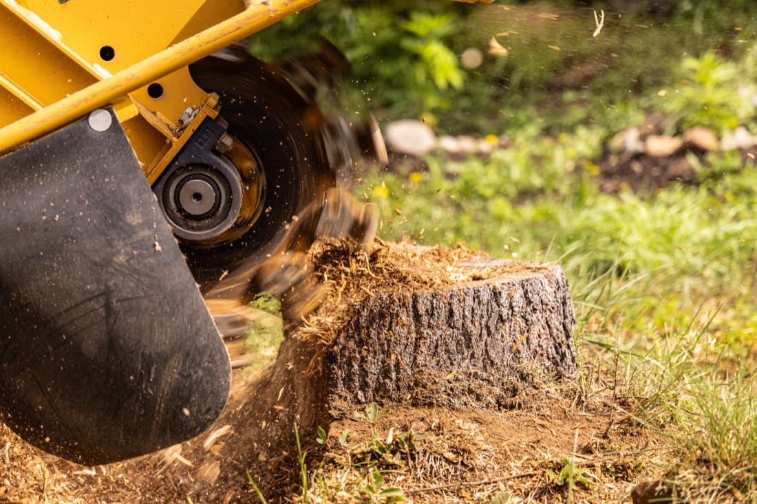Palm Tree Maintenance & Removal by SEQ Tree Experts in the Redlands