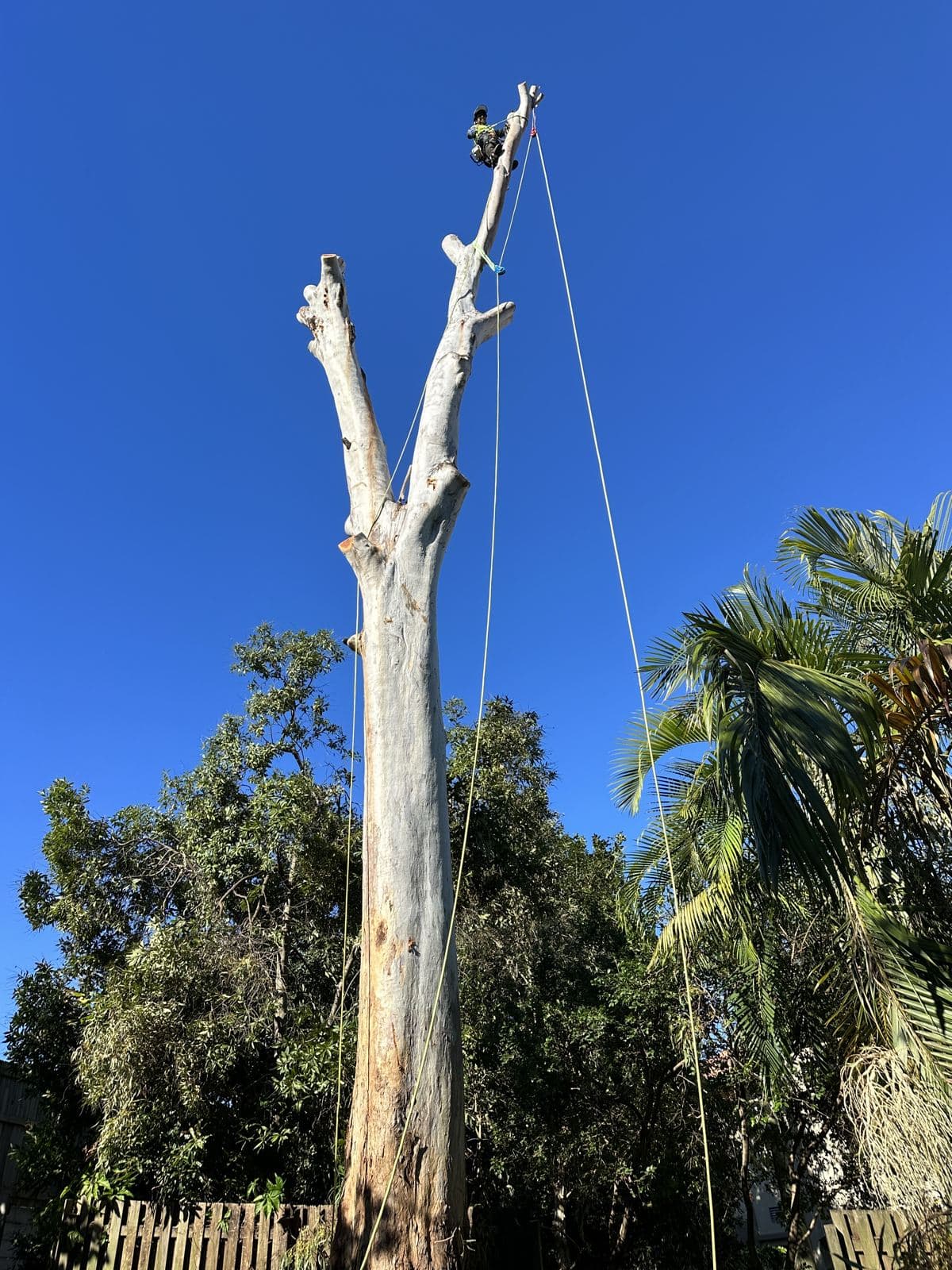 Large gum being dismantled with rigging, limbs removed section by section