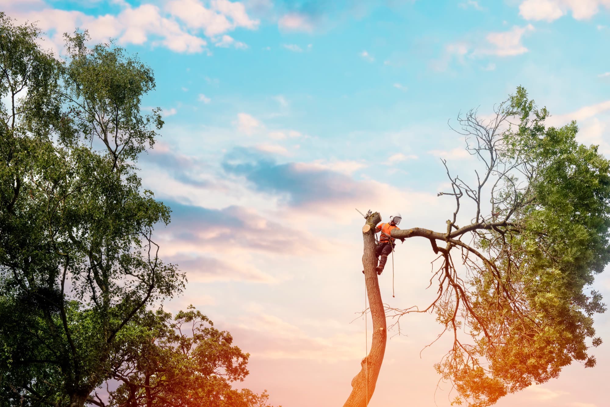 SEQ Tree Experts arborist removing a tall tree at sunset in the Redlands