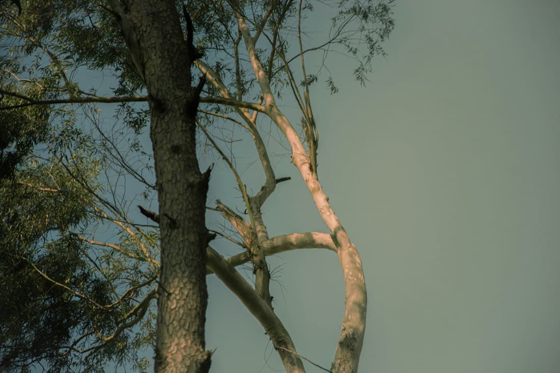 Tree Removal by SEQ Tree Experts in the Redlands