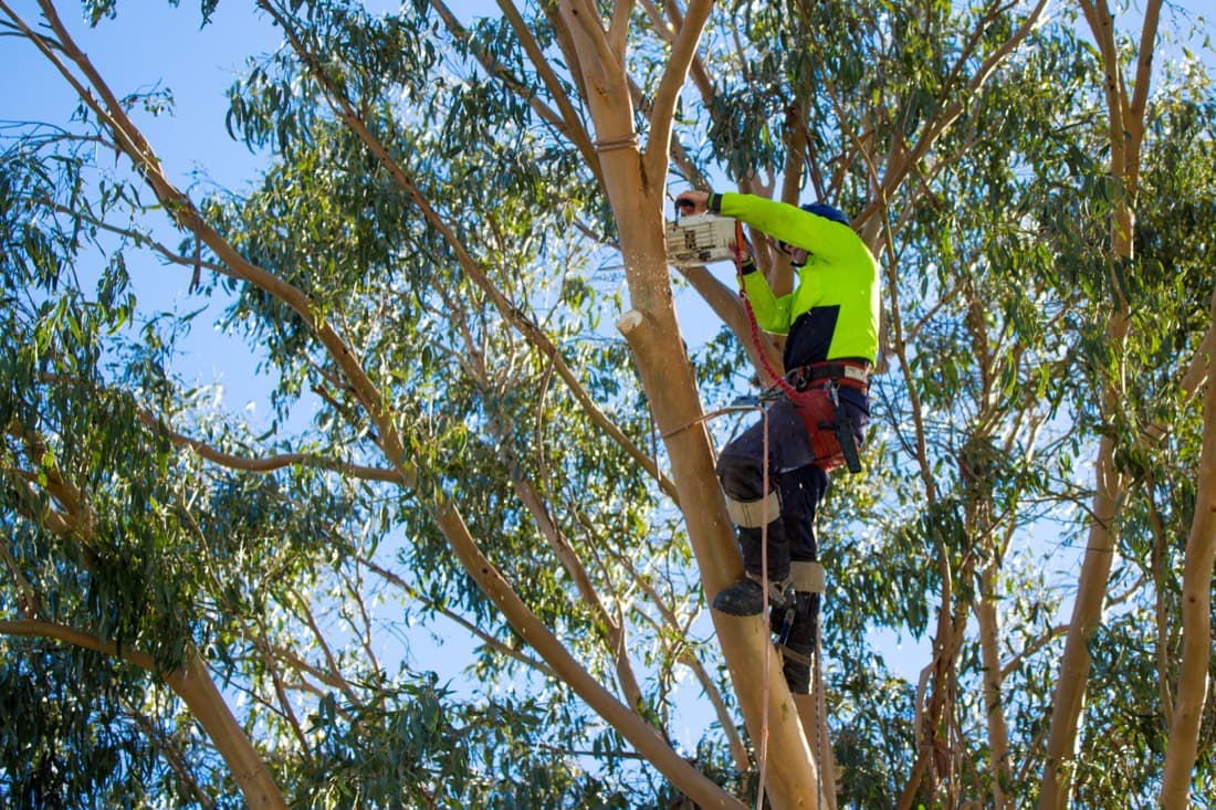 Tree lopping vs pruning: the difference, and why it matters for your trees