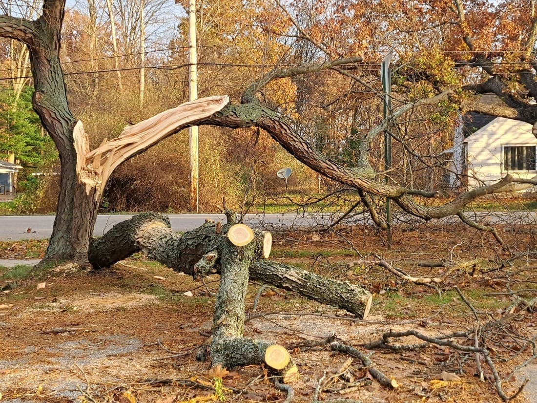 Land & Site Clearing by SEQ Tree Experts in the Redlands