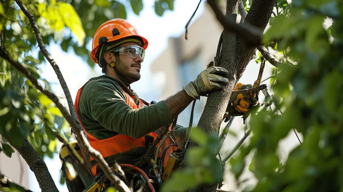 Tree roots near the house: when to worry and when to relax