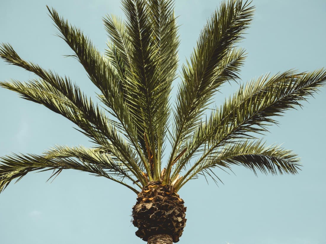 Do you need council approval to remove a tree in the Redlands?
