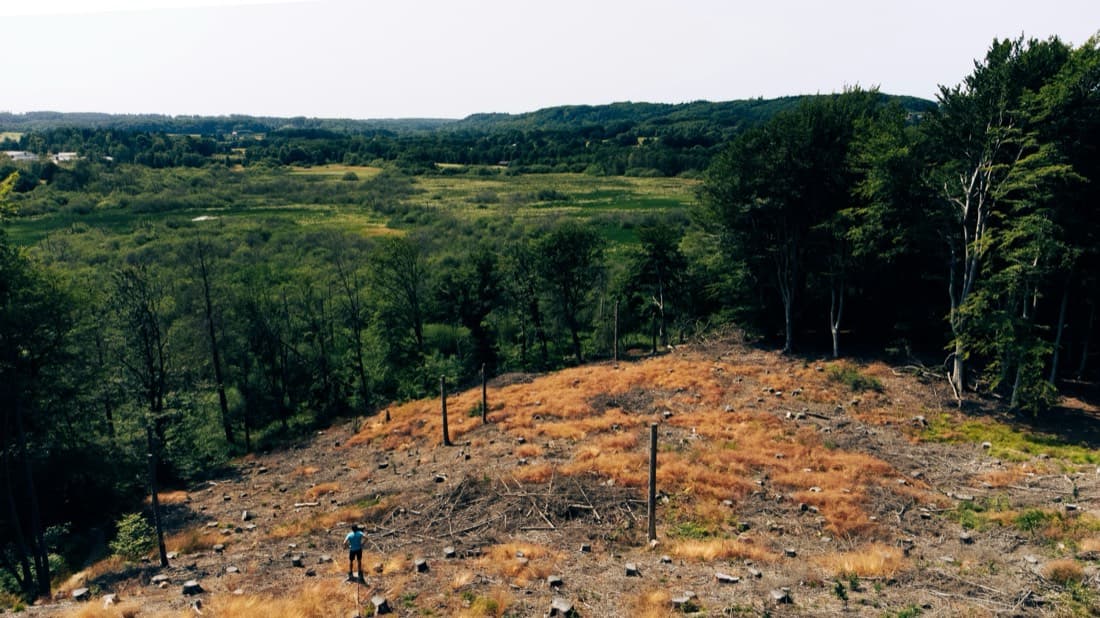 Free mulch from your tree job: why it's worth keeping