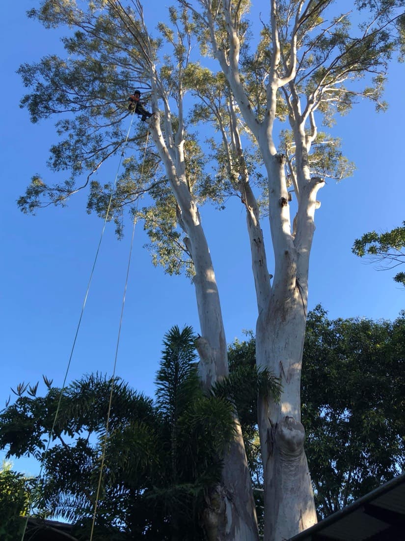 Why gum trees drop branches in summer (and what to do about yours)