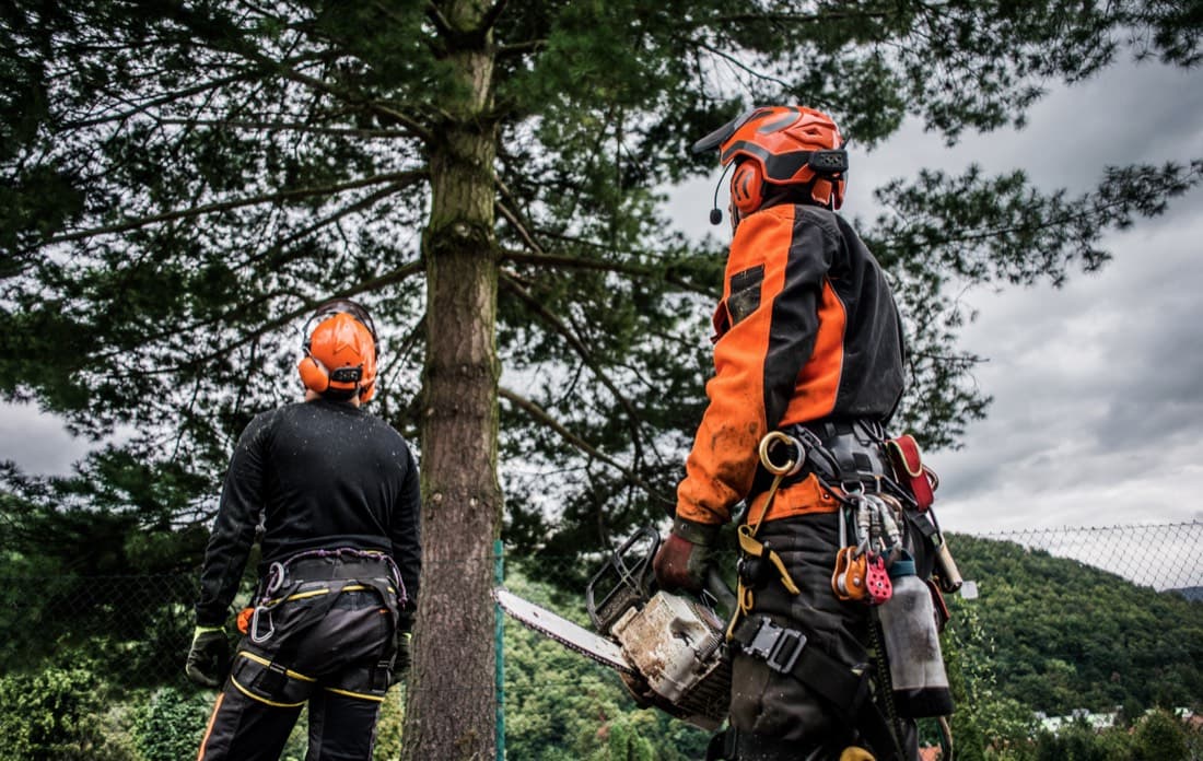 When's the best time to prune trees in South-East Queensland?