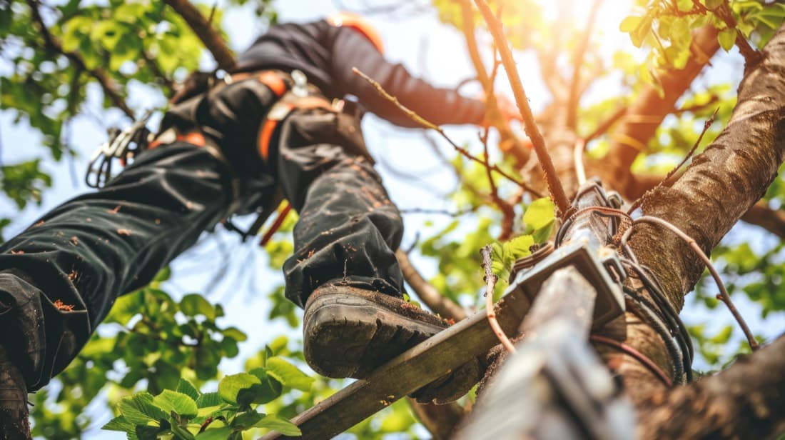 Storm readiness: protecting your home with smart tree management