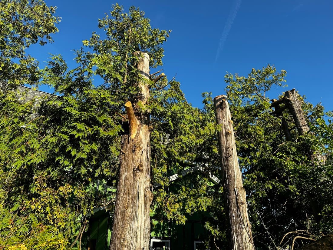 What does tree removal actually cost in the Redlands?