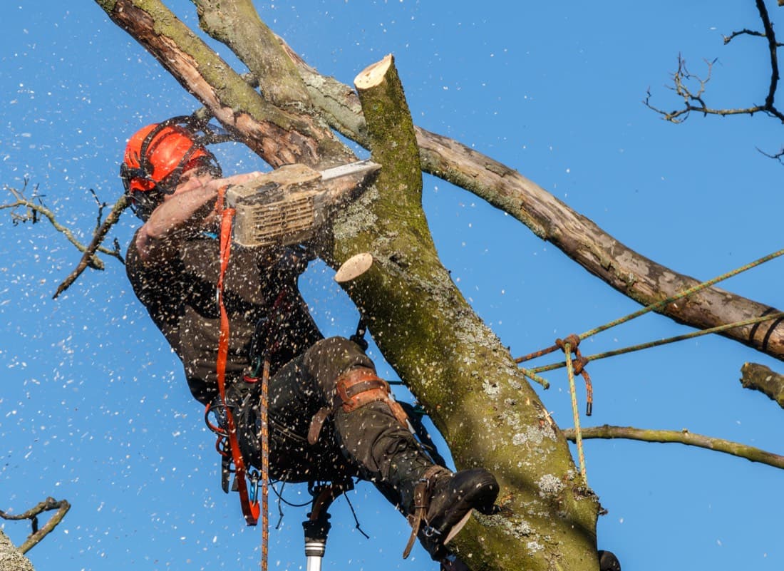 What actually happens on the day your tree is removed