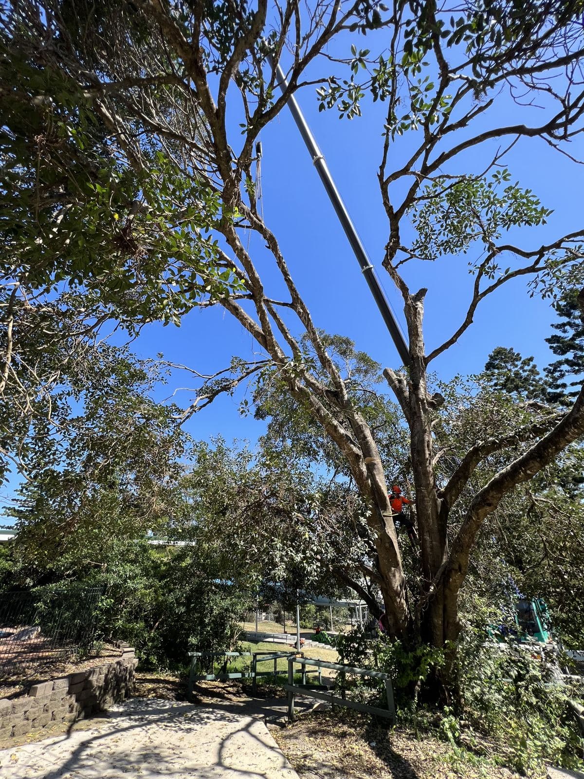 Spreading fig after a careful prune
