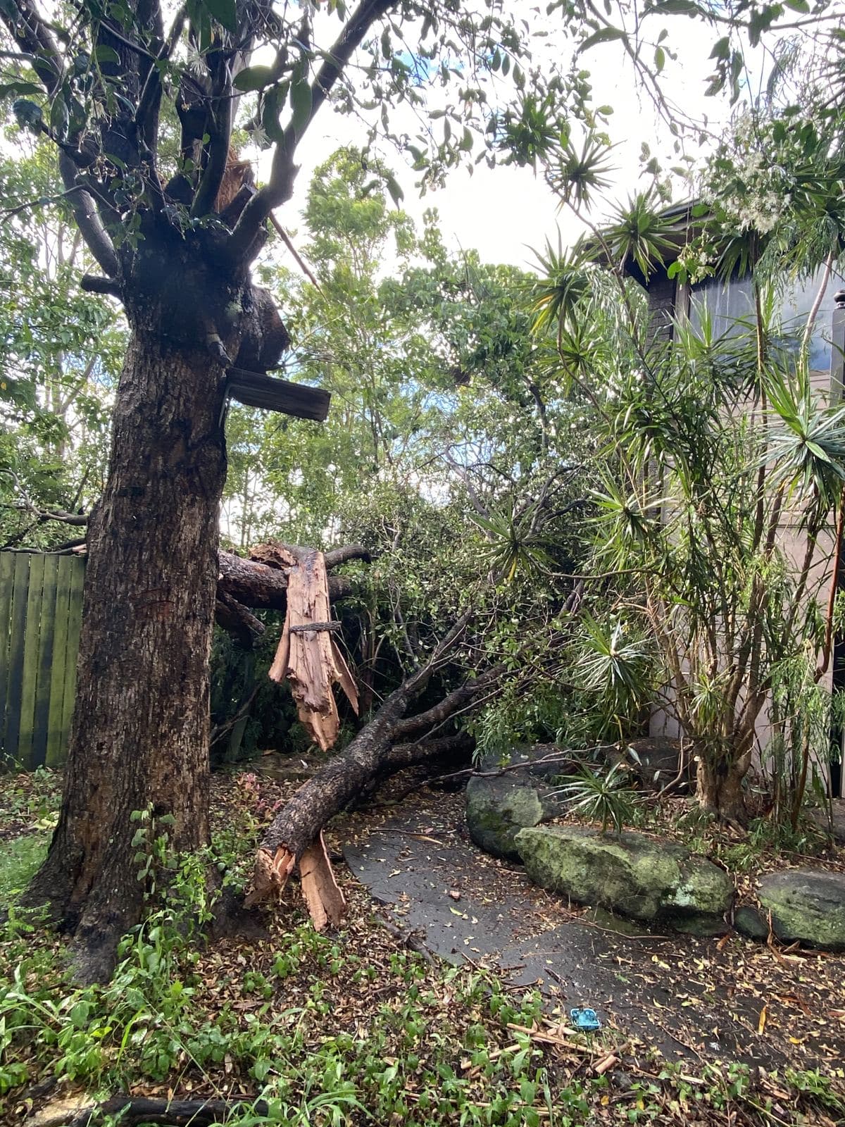 Creek-side gum assessed for retention