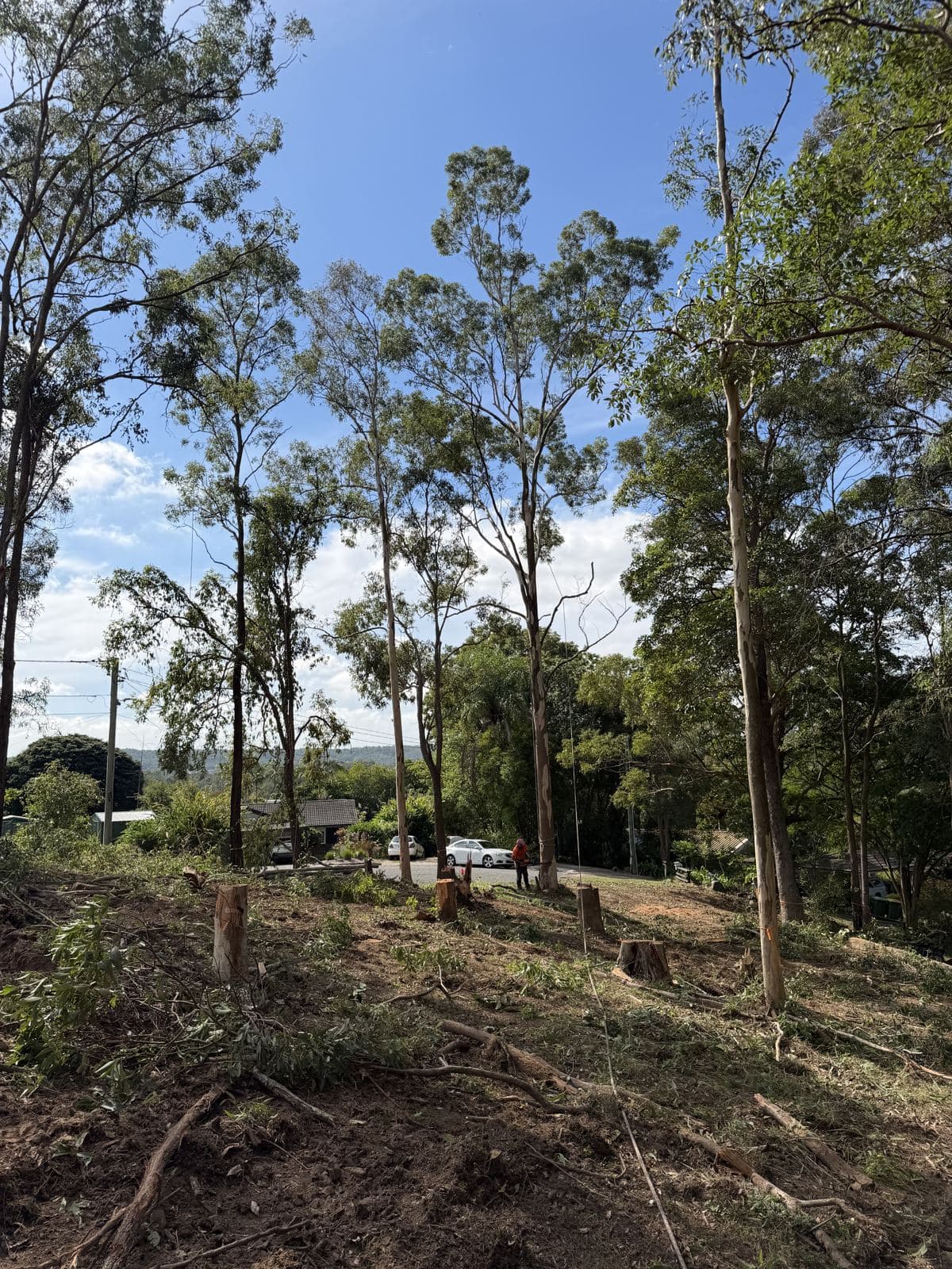 Bushland block during vegetation clearing