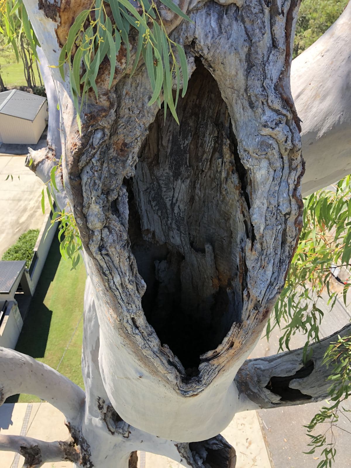 Hollow limb up close during a tree health assessment