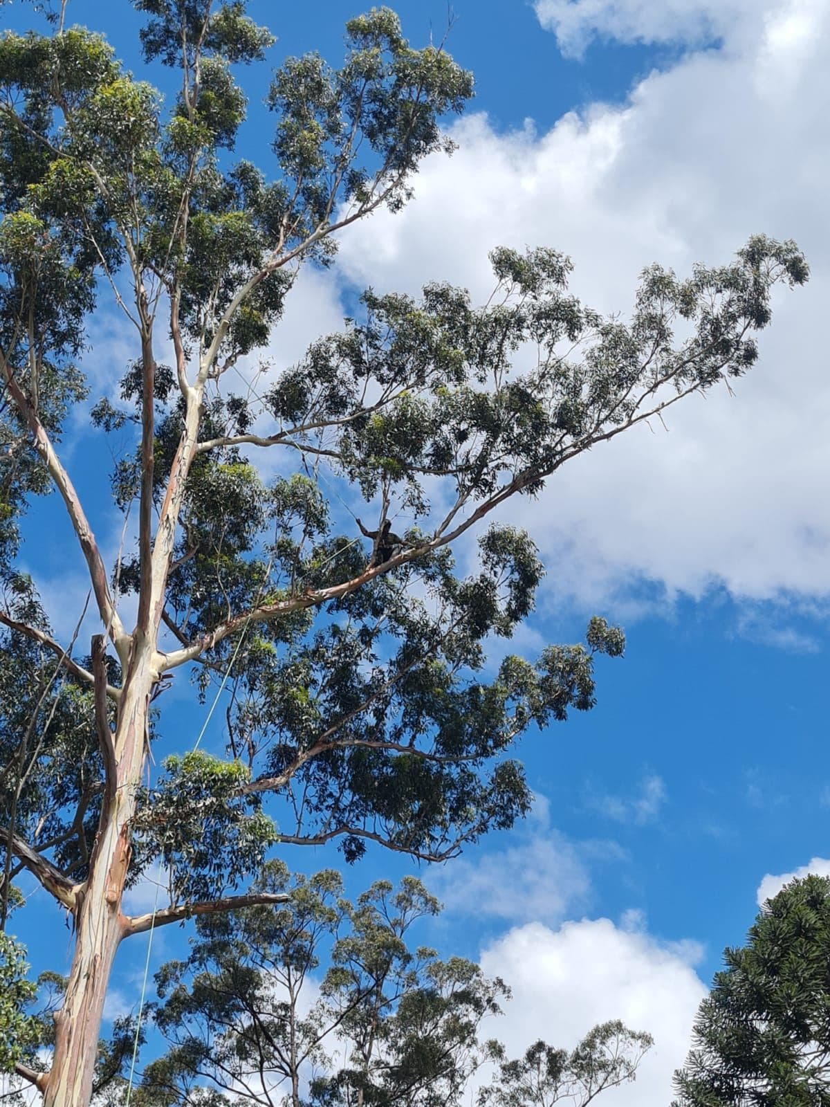 Tall Redlands gum against the clouds
