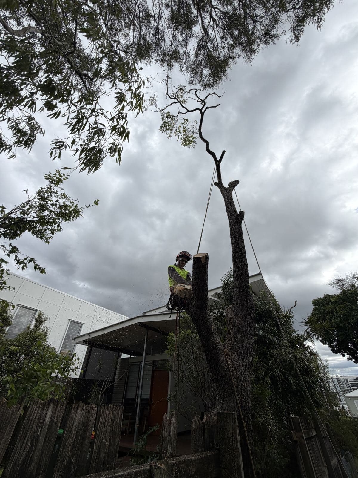 Climber roped in at the top of a tree removal against a stormy sky