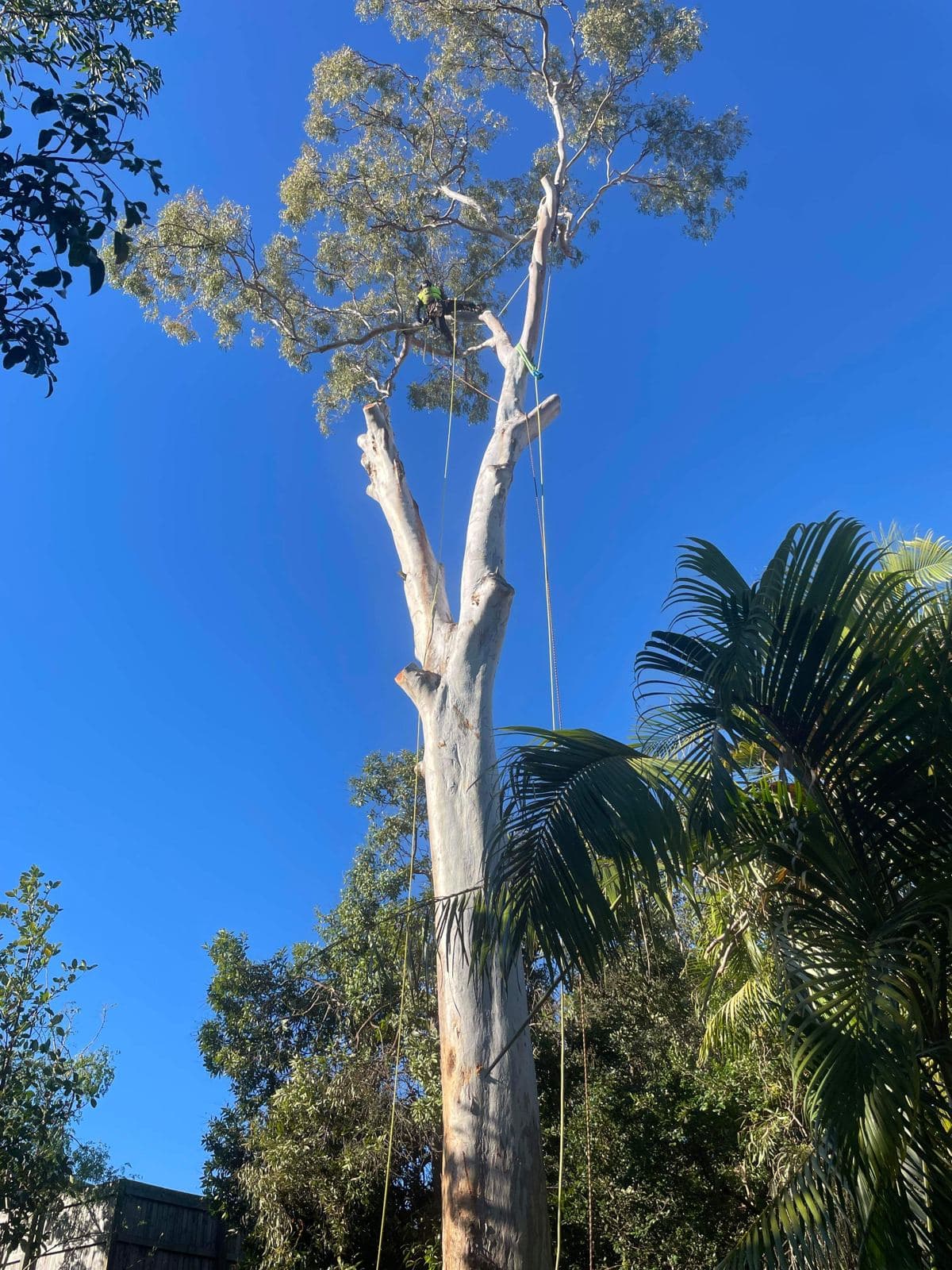 Stripped trunk mid-removal among the palms