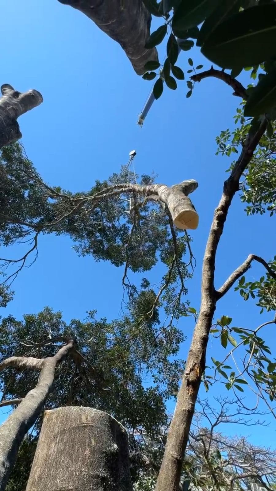 Arborist working the canopy on a clear day