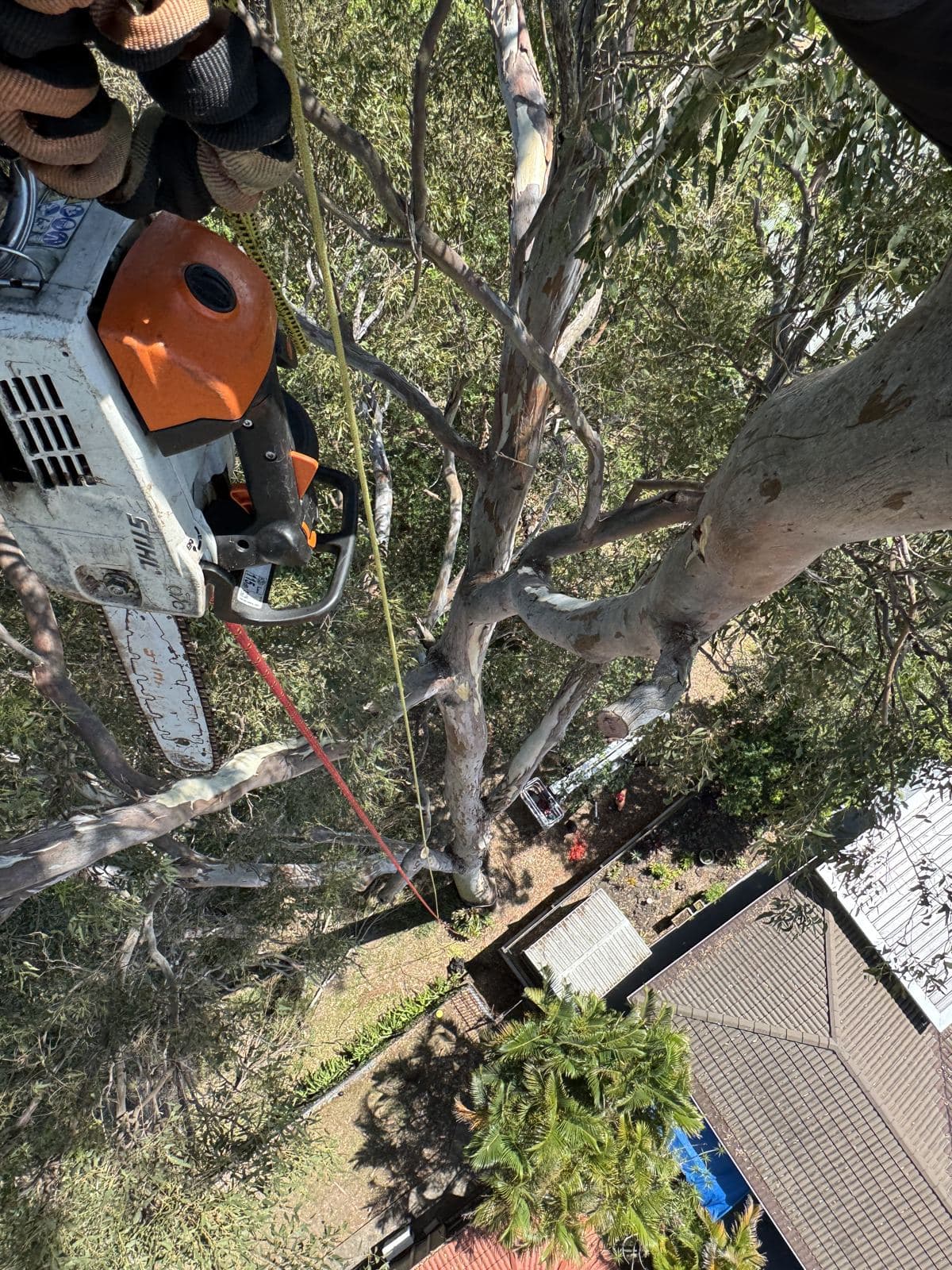 Canopy work seen from the climber's position